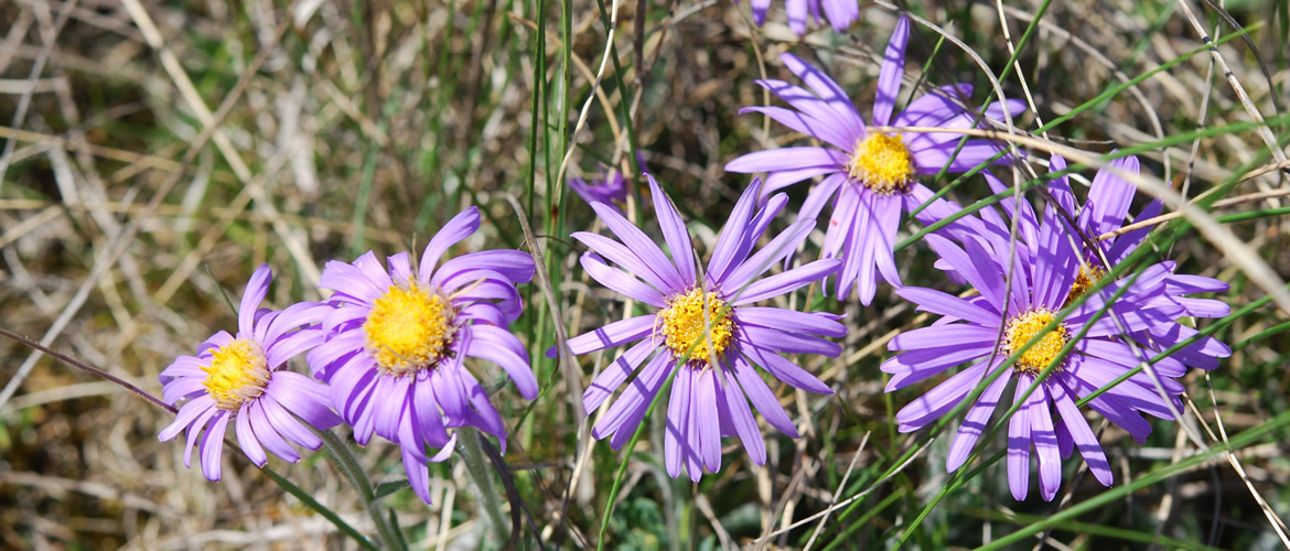 Aster alpinus var. cebennensis