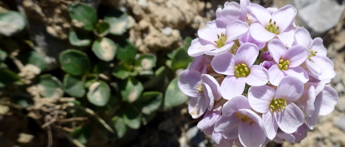 Nocceae rotundifolia