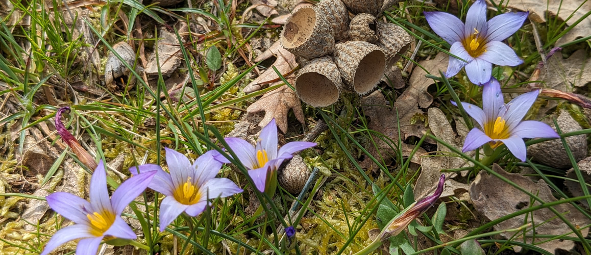 fleurs de Saint Raphaël (Gironde)
