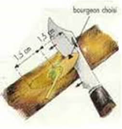 Greffe d'un bourgeon