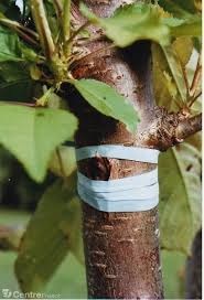 Ligature
