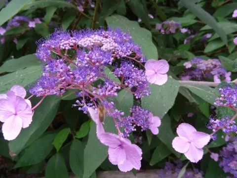 Hydrangea