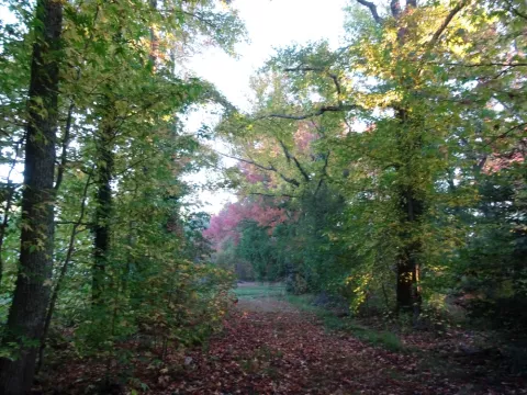 forêt