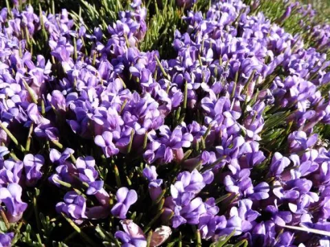 Erinacea anthyllis