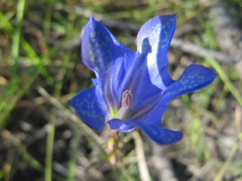 Gentiane pneumonanthe