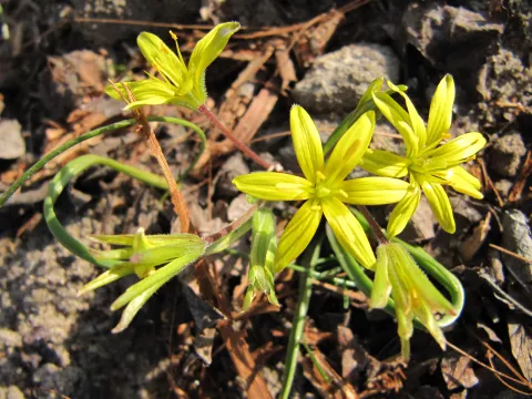 Gagea villosa Gagea villosa
