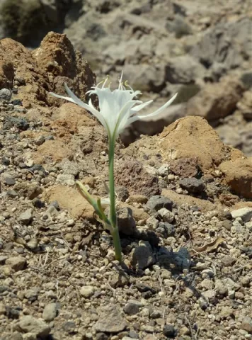 Pancratium maritimum ( Photo F Picamal)