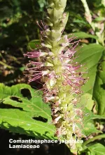 Comanthosphace japonica
