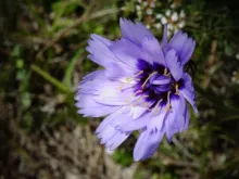Catananche caerulea