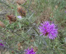 Centaurea paniculata
