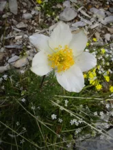 Pulsatilla alpina