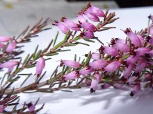 Erica erigena