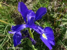 Iris Latifolia