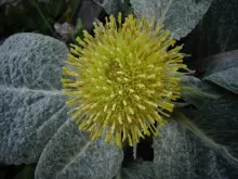 Fleur