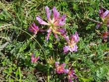 Astragalus monspessulanus