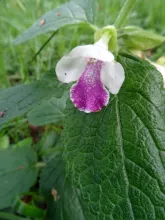 Melittis melissophyllum