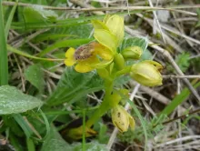  Ophrys lutea