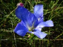 Gentiana pneumonanthe