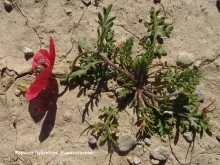 Papaver hybridum