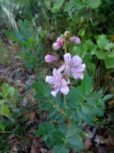 Dictamnus albus