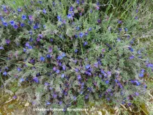 Lithodora fruticosa
