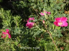 Rosa pendulina