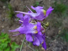 Linaria triornithophora