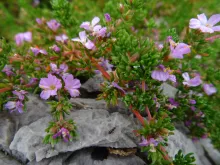 Frankenia laevis