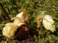 Monotropa hypopitys  Ericaceae