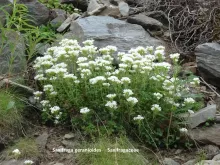 Saxifraga geranioides