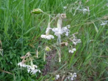 Silene nutans