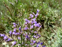 Limonium vulgare