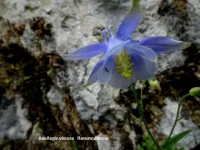 Aquilegia viscosa