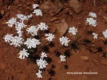 Iberis pinnata 