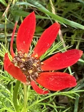 Adonis flammea