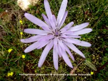 Podospermum purpureum