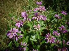 Ononis fruticosa