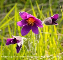 Pulsatilla vulgaris var. serotina