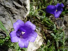 Campanula alpestris