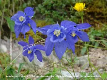 Aquilegia pyrenaica