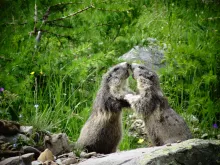 Bisou de marmottes