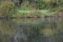 Lac