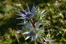 Eryngium bourgatii