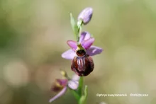 Ophrys aveyronensis