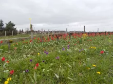 Prairie fleurie