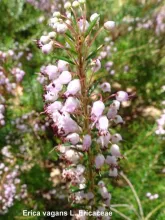 Erica vagans