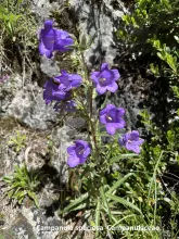 Campanula speciosa