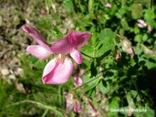 Ononis rotundifolia