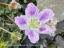 Geranium cinereum