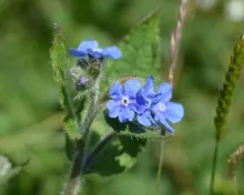 Pentaglotis sempervirens